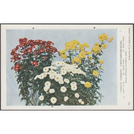 Single Variety Chrysanthemums, c.1940s - Royal Botanic Gardens Postcard