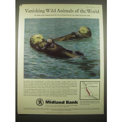 1966 Midland Bank Ad - the Sea Otter - Vanishing Wild Animals of the World