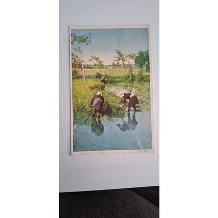 ROWING OF RICE PLANTS 1918 - 1933 (150)