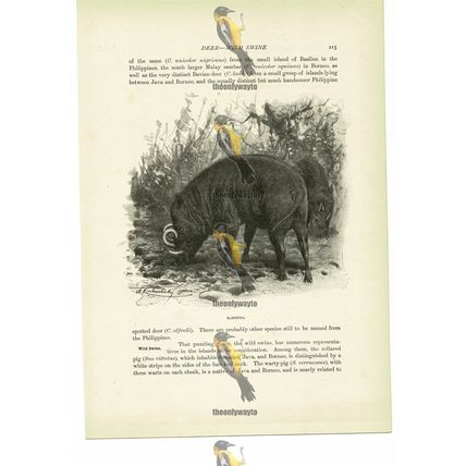 Babirusa, Animal Book Illustration (Print), c1916