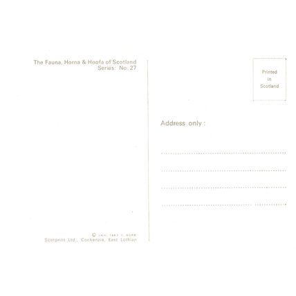 Postcard The Fauna, Horna & Hoofa of Scotland Series No. 27. Unposted