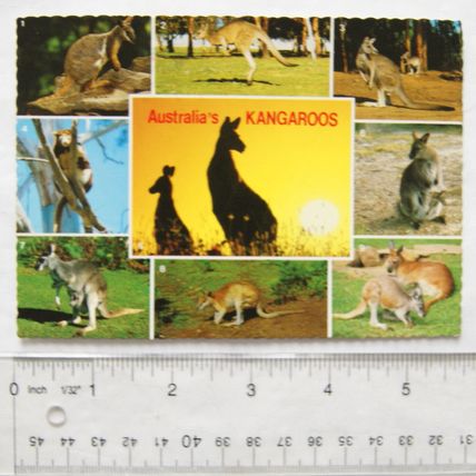 1986 postcard Australia's Kangaroos