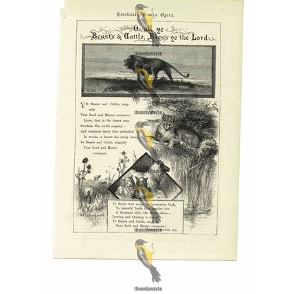 Beasts And Cattle Bless The Lord, Illustrated Poetry R Wilton, Book Illustration