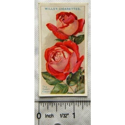 1926 Wills Roses No. 48 The Queen Alexandra Rose