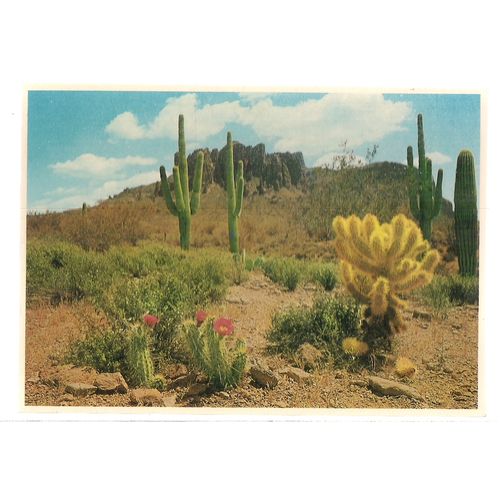 MAGENTA BEAVER TAIL vintage unused postcard.Southwestern Desert, Arizona