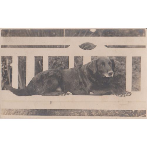 GB circa 1910 Black Labrador retriever dog on bench