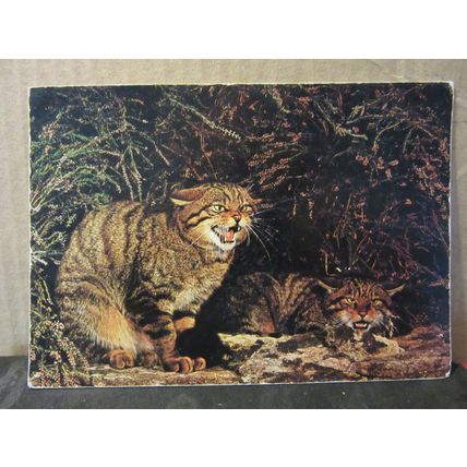 WILDCAT vintage unused postcard Collectacard by J. Arthur Dixon KWA/21353 (a) #
