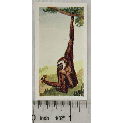 Neilson's Interesting Animals card No. 40 Gibbon
