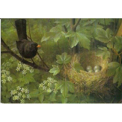 Art RAYMOND BOOTH Blackbird At Nest Postcard (Medici 2037)