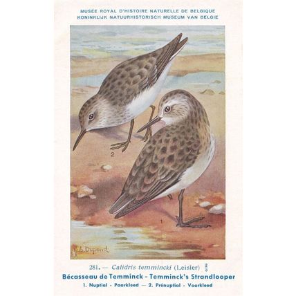 Temminck's Stint Calidris Temminckii Bird Antique Rare Postcard