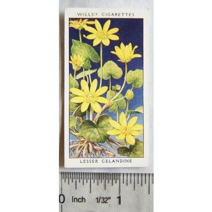 1936 Wills, Wild Flowers No. 5 Lesser Celandine