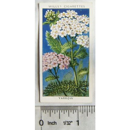 1936 Wills, Wild Flowers No. 50 Yarrow