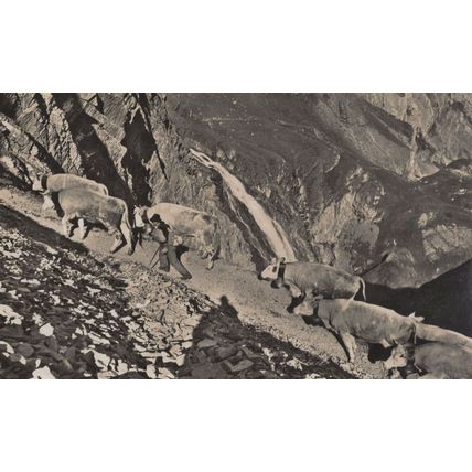 Adelboden Apaufzug Farmer Cattle Aerial Switzerland RPC Postcard