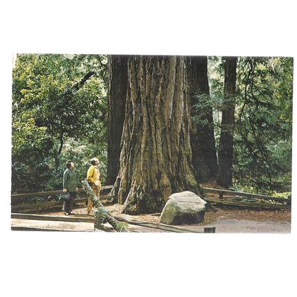 MUIR WOODS NATIONAL MONUMENT PINCHOT TREE, CALIFORNIA, USA unused postcard =