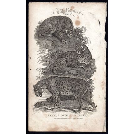 LYNX OUNCE JAGUAR 1810 Oliver Goldsmith ANTIQUE ENGRAVING