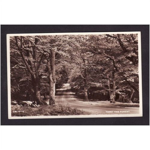 Thro' The Forest Sunray Series Bournemouth