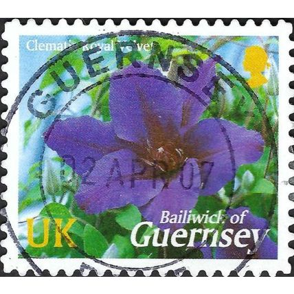 GUERNSEY, FLOWER, Clematis Royal Velvet, violet 2004, UK