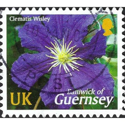 GUERNSEY, FLOWER, Clematis Wisley, violet 2004, UK