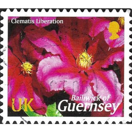 GUERNSEY, FLOWER, Clematis Liberation, pink 2004, UK