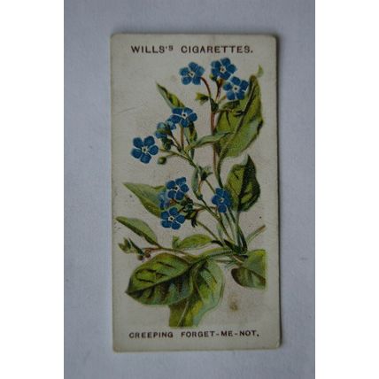 1913 Wills, Alpine Flowers No. 26 Creep Forget-me-not