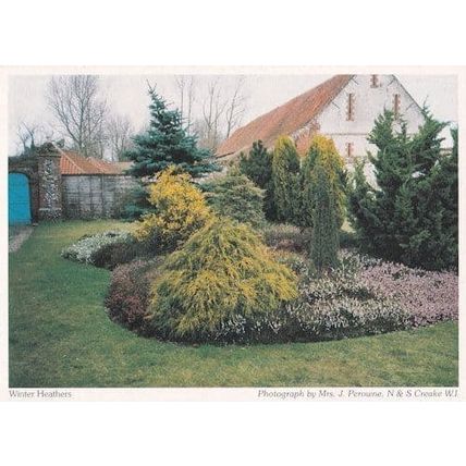 Northe Creake Winter Heathers Norfolk Postcard