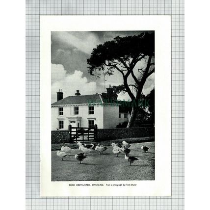 (6617) Ditchling Sussex - 1955 Cutting