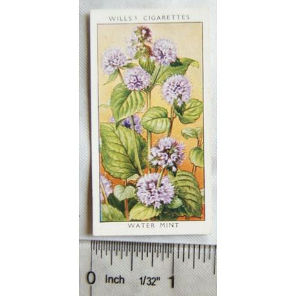 1936 Wills, Wild Flowers No. 23 Water Mint