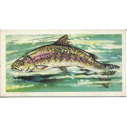 Freshwater Fish 1960 Brooke Bond Tea Card 27 - Rainbow Trout