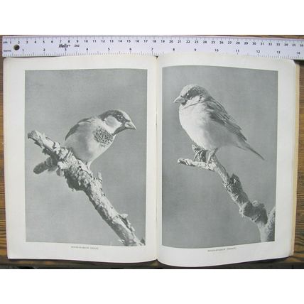 1950 Wild Birds and the Land – Bulletin No. 140, MAFF