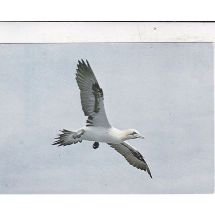 Gannet Postcard unused creased