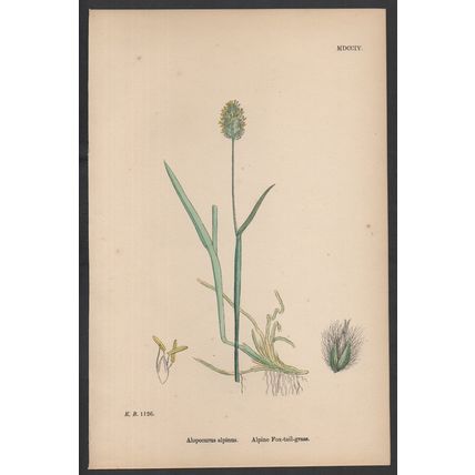 ALPINE FOX-TAIL-GRASS 1872 John Edward Sowerby PLANT PRINT