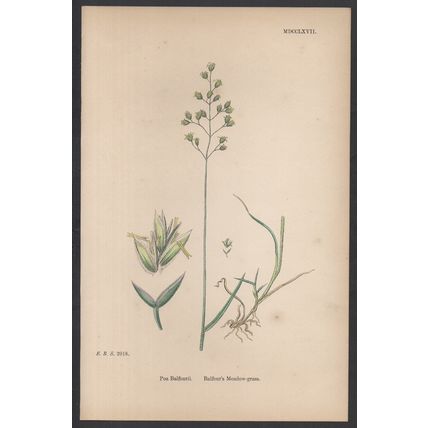 BALFOUR’S MEADOW-GRASS 1872 John Edward Sowerby PLANT PRINT