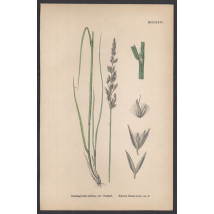 NARROW SMALL-REED, VAR. B 1872 John Edward Sowerby PLANT PRINT