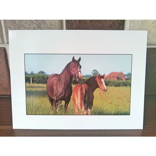 Horses Blank Card #7