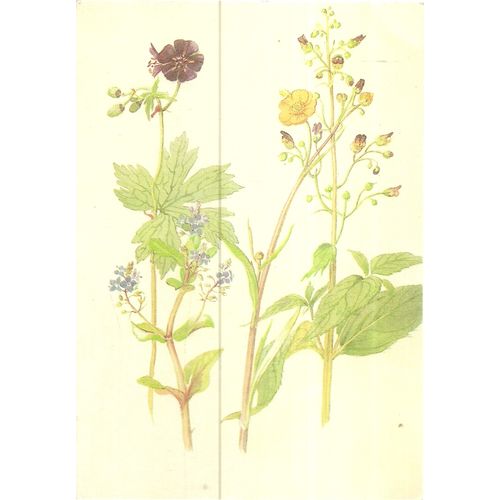 SPEARWORT & FIGWORT unused card The Country Diary Postcard Collection 1993 #