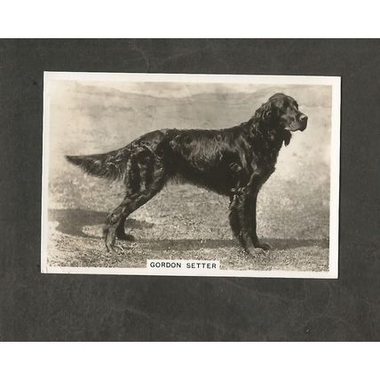 Cigarette Card Senior Service Dogs #48 Gordon Setter