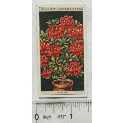 1925 Wills Flower Culture in Pots No. 6 Indian Azalea