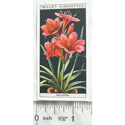 1925 Wills Flower Culture in Pots No. 50 Vallota or Scarborough Lily