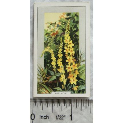 1939 Gallaher's Wild flowers No. 32 Agrimony