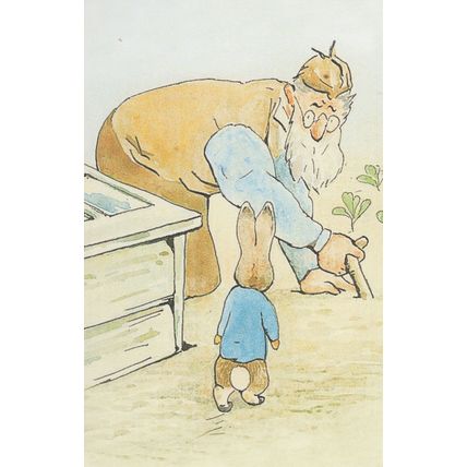 The Tale Of Peter Rabbit 1902 Beatrix Potter Book Mr McGregor Postcard