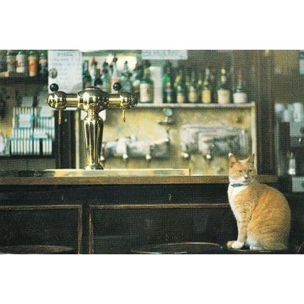 Cat Sitting On Lounge Saloon Pub Inn Bar By Beer Barrell Tap Postcard
