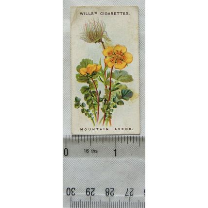 1913 Wills, Alpine Flowers No. 46 Mountain Avens