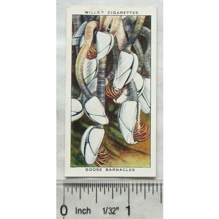 1938 Wills The Sea-Shore No. 33 Goose Barnacles