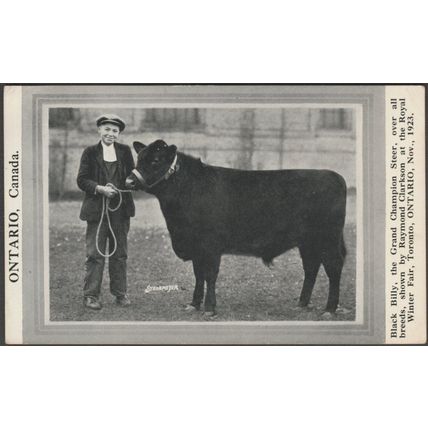 Black Billy, Grand Champion Steer, Royal Winter Fair, 1923 - Strohmeyer Postcard