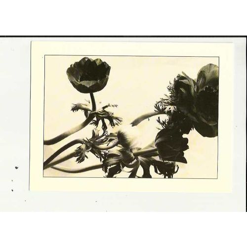 ANEMONES (Karena Perronet-Miller) Athena Postcard (650174)
