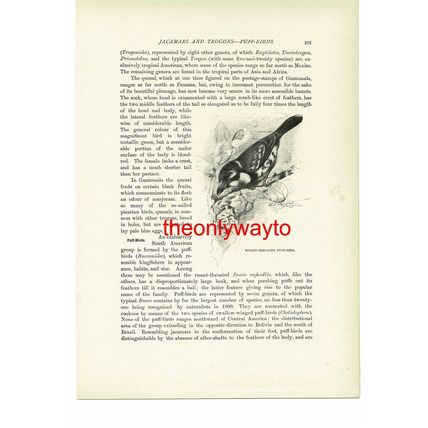 Russet Throated Puff Bird, Animal Book Illustration (Print), c1916
