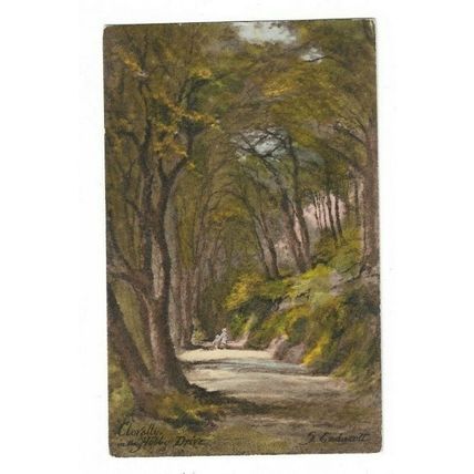 Clovelly, In The Hobby Drive, Devon, S Endacott Postcard.
