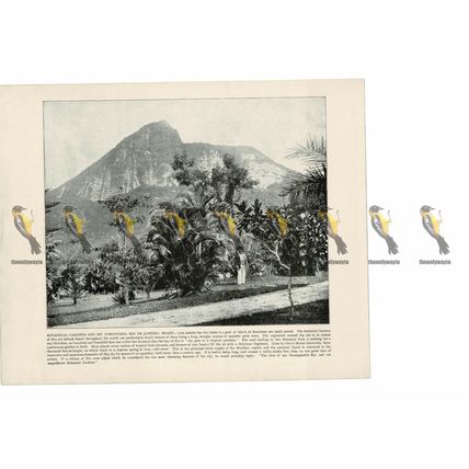 Gardens, Mt Corcovado, Rio de Janeiro, Brazil, Book Illustration (Print), 1899