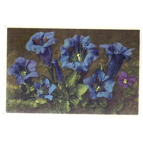 KOCH'S GENTIAN flowers Swiss used vintage postcard 1954 postmark =
