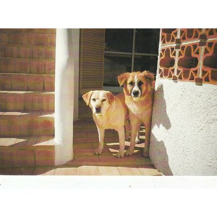 Dogs Advertising Postcard unused VGC